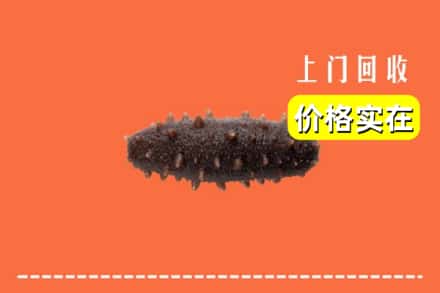 双鸭山集贤回收海参